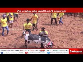 நாமக்கல் : சீறி பாய்ந்து வந்த ஜல்லிக்கட்டு காளைகள்