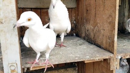 Pure madrasi pegeon ॥ मद्रासी कबूतर  पीली आंख के ॥ Madrasi kabooter