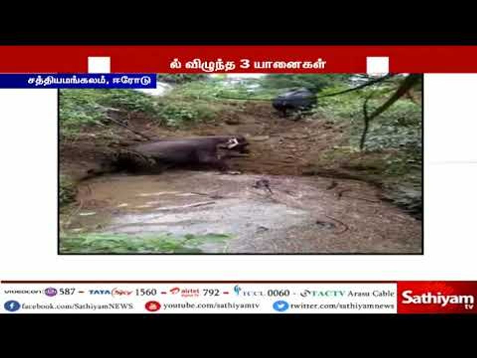 கிணற்றில் தவறி விழுந்த காட்டுயானைகள் - பத்திரமாக மீட்ட வனத்துறையினர்