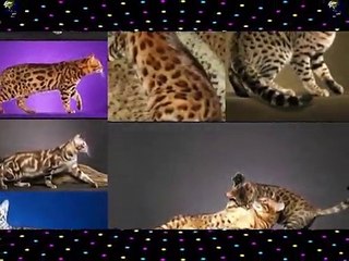 اغلى و افضل 10 قطط فى العالم