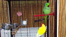 Lovebird prank with Rose-ringed parakeet - Funny parrot video