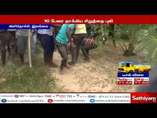 கிளிநொச்சியில் பத்து பேரை தாக்கிய சிறுத்தை புலி பொது மக்களால் கொல்லப்பட்டது