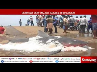 புதுச்சேரியில் பிடிபட்ட 140 கிலோ பால்சுறா மீன் : 20 ஆயிரம் ரூபாய்க்கு ஏலம் விடப்பட்டுள்ளது