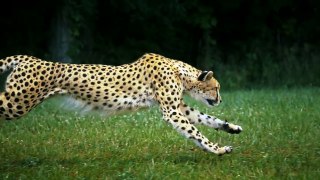 Cheetah Full Speed, Slow Motion, HD Camera