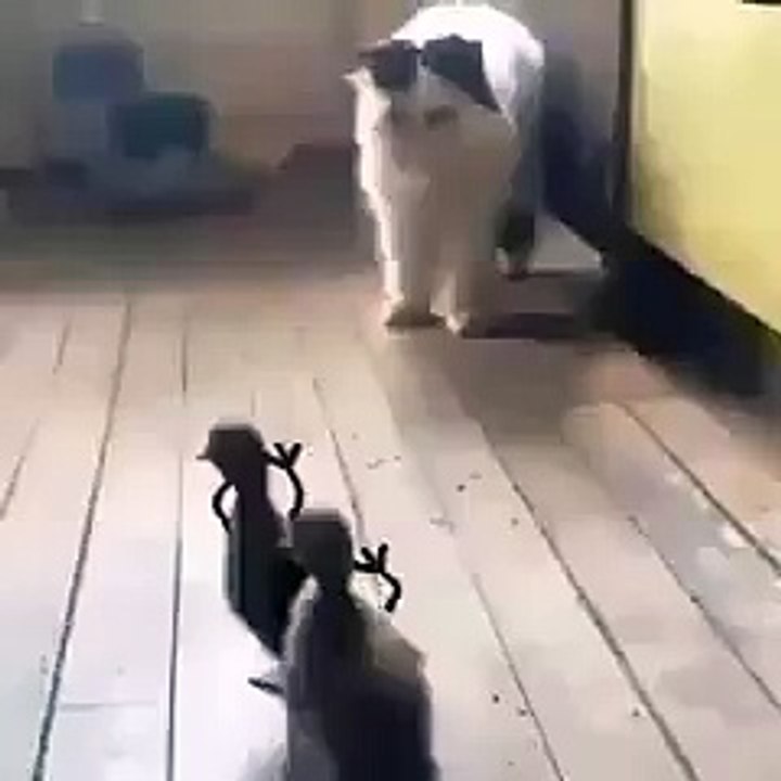 ya ördeklerin eli kolu olsaydı