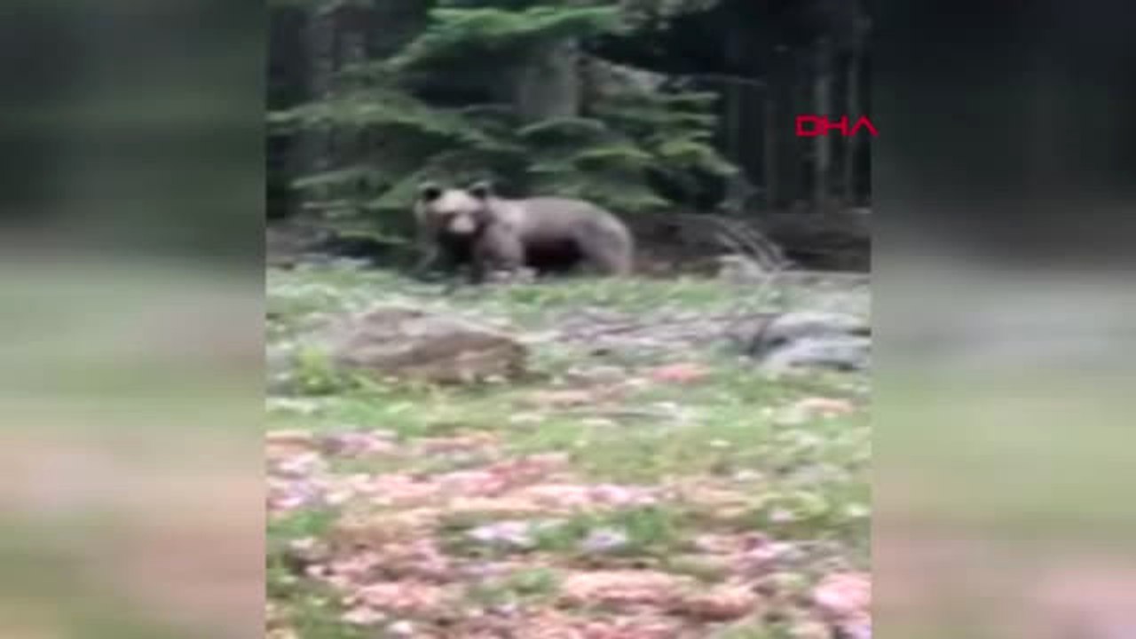 Bolu Ormanda Gördüğü Ayıyı 'Gel Buraya Oğlum' Diyerek Çağırdı - Ek Görüntü Hd