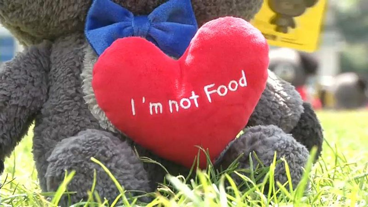 Kampagne in Südkorea ruft zum Verzicht von Hundefleisch auf