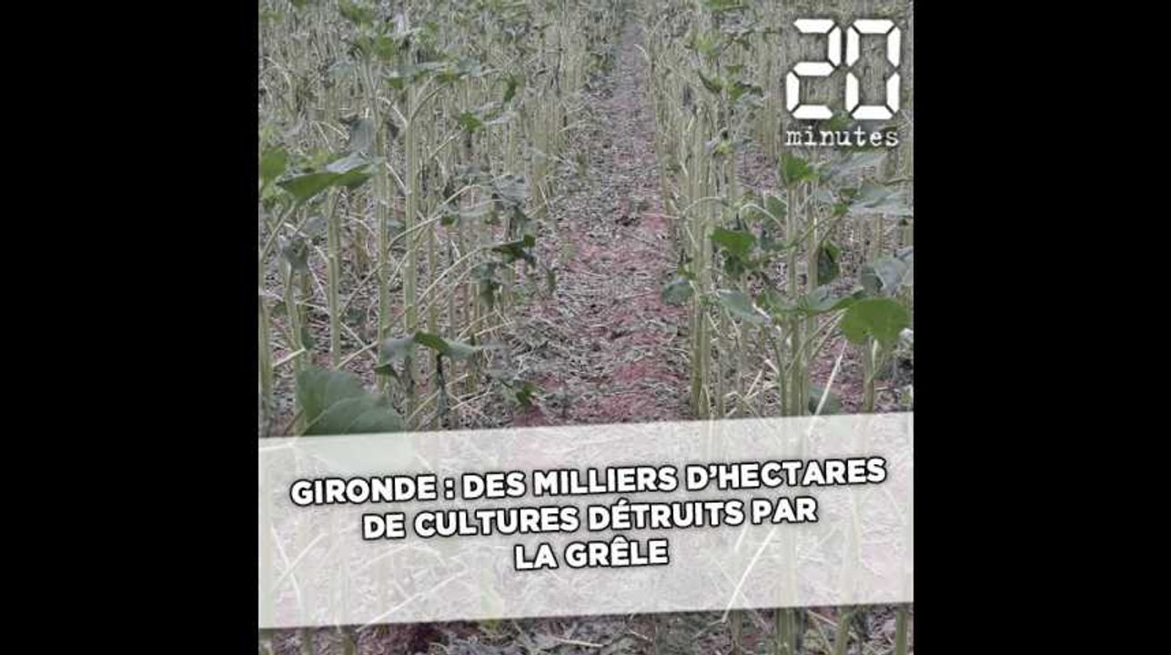 Gironde: Des milliers d'hectares de cultures détruits par la grêle