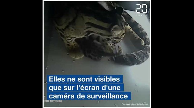 Mulhouse: Deux panthères nébuleuses viennent de naître, et c'est exceptionnel