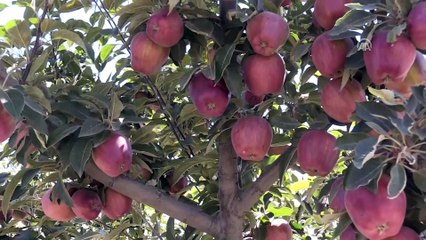 Tarım ve Orman Bakanı Pakdemirli, Yozgat'ta