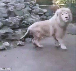 lion gets spooked by soap bubble