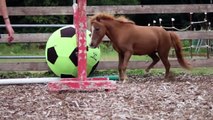 Mini Horses Practice Jumping!