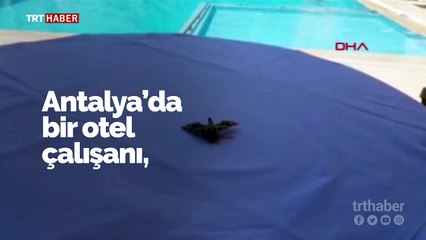 Antalya'da mekik kelebeği bulundu