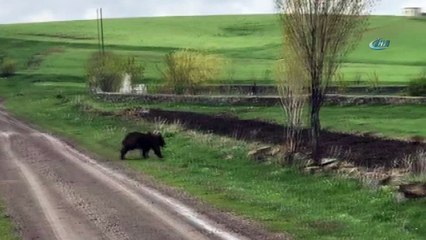 Sarıkamış’ta yolunu kaybeden boz ayı kamerada