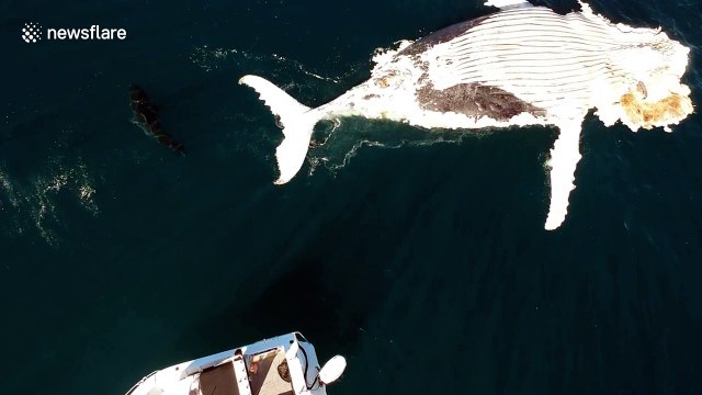 Shark circles carcass of a whale off Australian coast