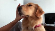 Golden Retriever learns to catch treats in slow motion