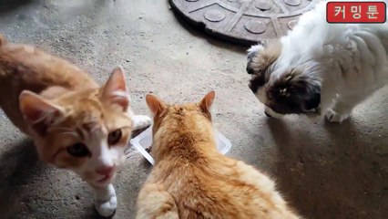 Cat and dogلما تكون شايف اكلة نفسك فيها ومحدش يعزم عليك