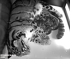 Des bébés panthères au zoo de Mulhouse