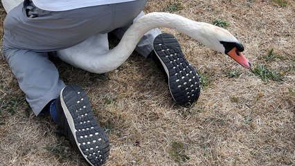 شاهد: عد بجع الملكة إليزابيث.. تقليد عمره 800 عام