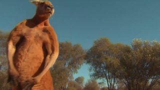 National Geographic Animals - The Kangaroo King 2