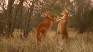 National Geographic Animals - The Kangaroo King 1