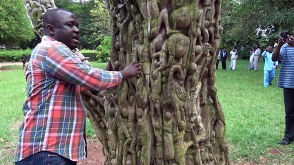 Wood Carving Tree at Aburi Botanical Gardens - Ghana May 2018 Tour