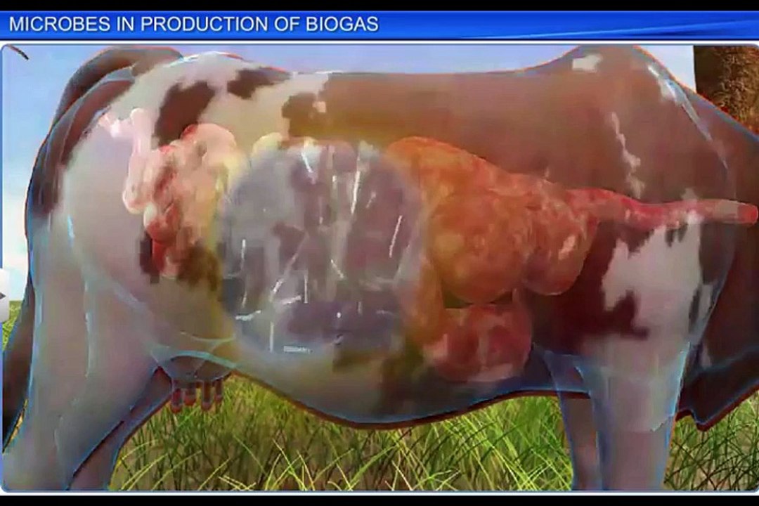 (4)CBSE Class 12 Biology, Microbes In Human Welfare – 4, Microbes In Production of Biogas