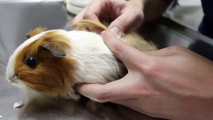 A guinea pig has hair loss at the back and lower part Pt 3