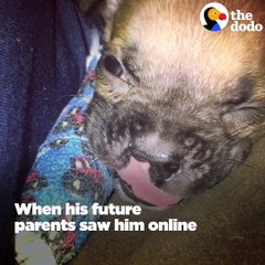 Teeny-Tiny Boxer Puppy Insists On Playing With The Big Dogs