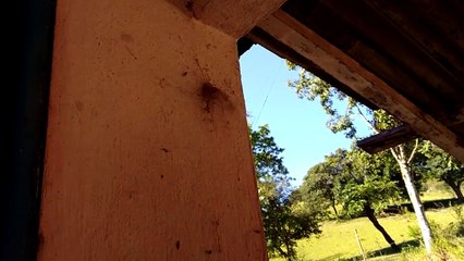 Super teia da Aranha Nephilengys Cruentata