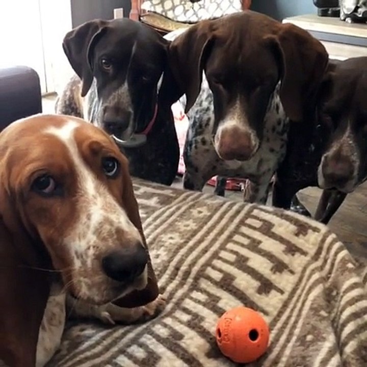 German Shorthair Pointers obsessed with Basset Hound's toy ball
