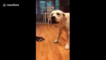 Adorable yellow Lab confused by lobster encounter