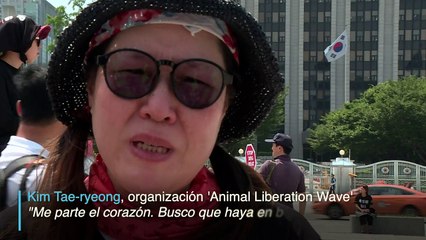 Reclaman prohibir carne de perro en Corea del Sur