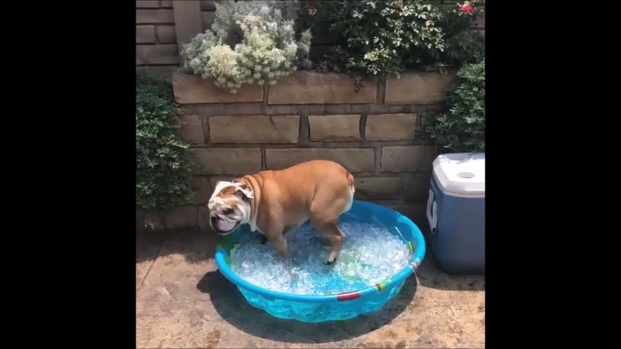 Ce chien adore se rafraîchir dans une piscine de glaçons