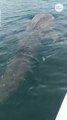 Ce pecheur fait la rencontre d'un requin baleine énorme et magnifique au large de la Floride