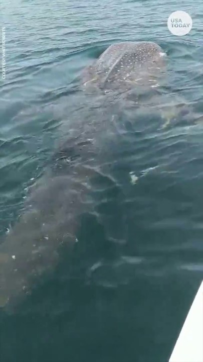 Ce pecheur fait la rencontre d'un requin baleine énorme et magnifique au large de la Floride