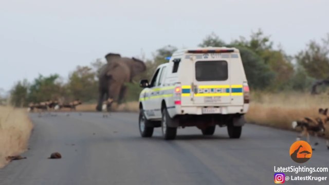 Cet éléphant montre à des chiens sauvages et à la police qui est le chef
