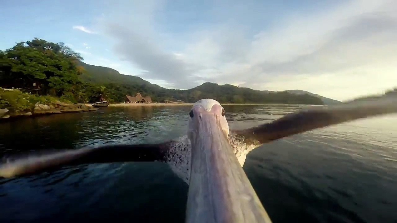 Ce pelican apprend à voler avec une GoPro fixée sur le bec