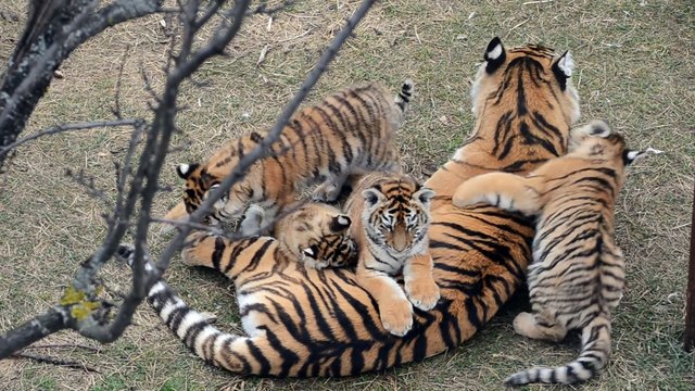 Une maman tigre et ses 4 petits tigrons : adorable