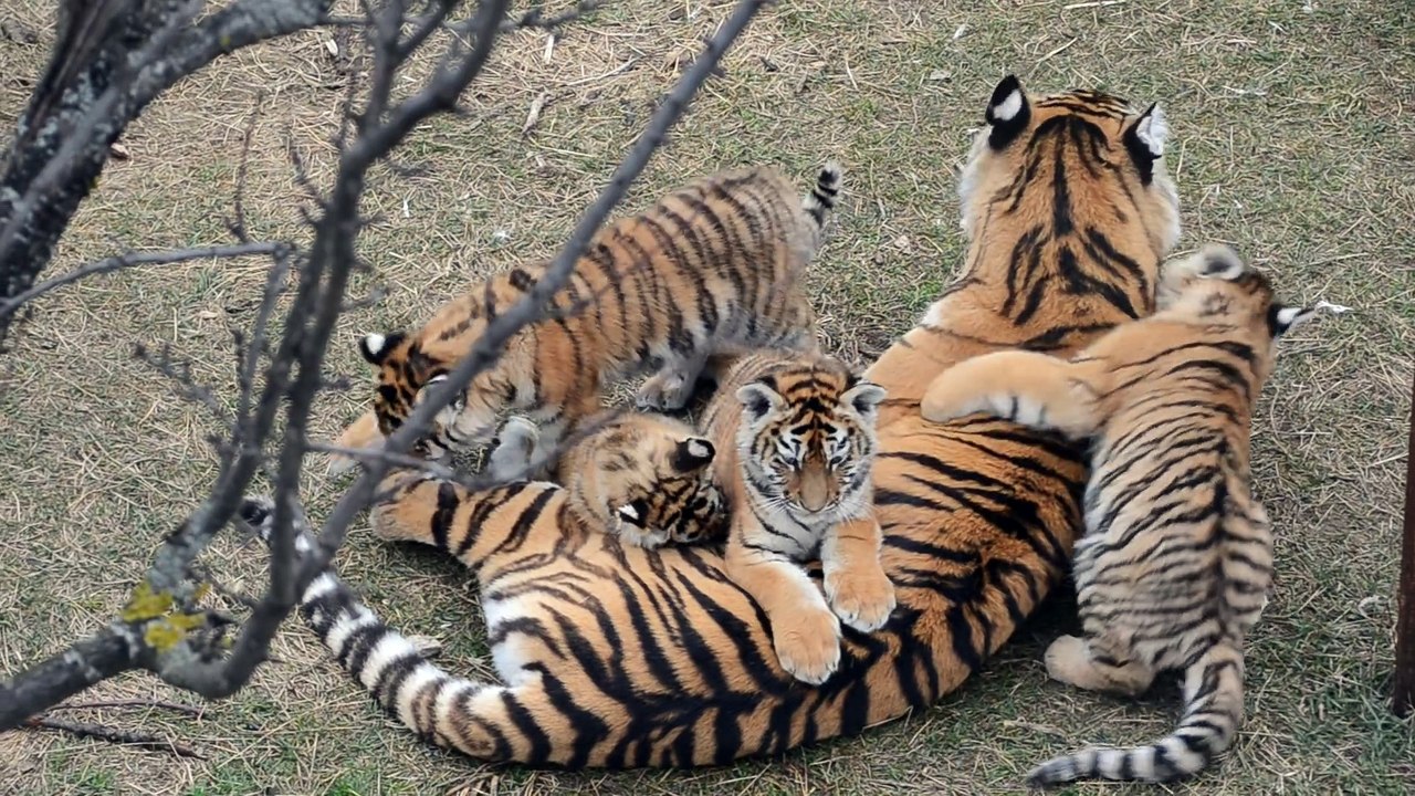 Une maman tigre et ses 4 petits tigrons : adorable