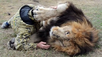 Télécharger la video: Gros calin entre un lion et son dresseur