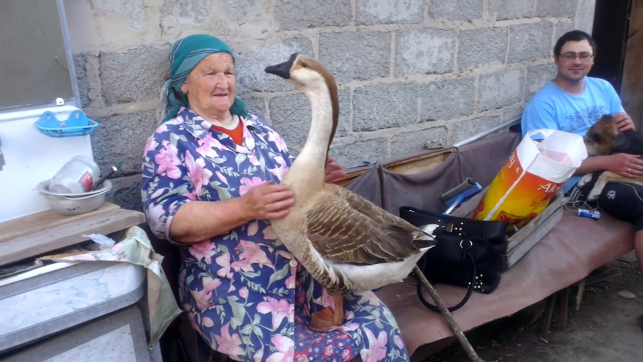бабушка и ручной гусь (grandma and domestic goose)