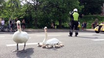Swan family controls traffic in Denmark