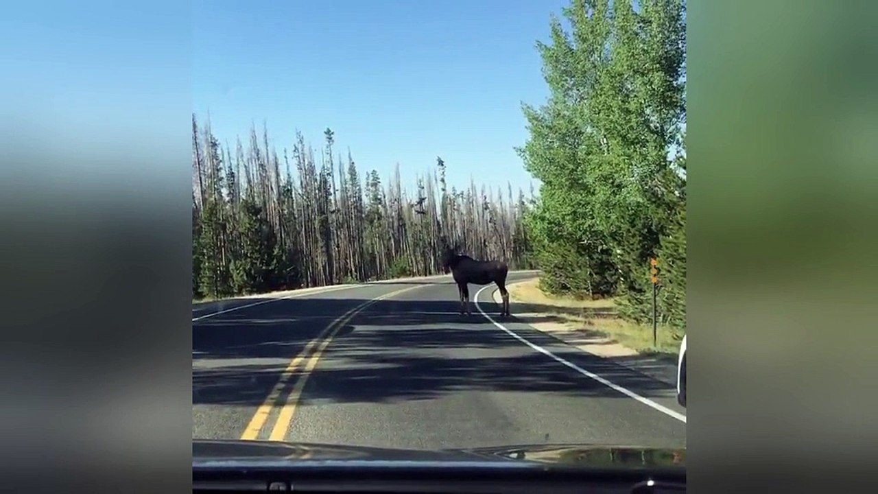 Wait for me!: Baby moose races to catch up with mom as they cross road