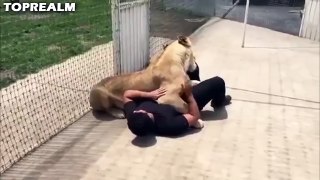 Lion encounter with his long lost human friend