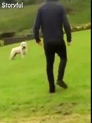 Dog steals owner's phone