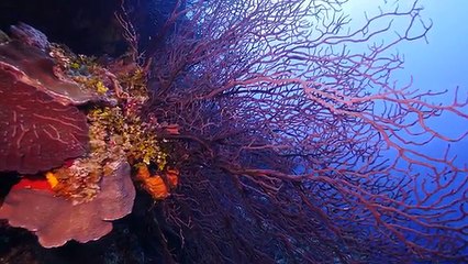 Scuba Diving in GRAND CAYMAN