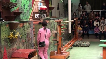 なかなか見れない猫によるショー ザ・キャッツ 那須どうぶつ王国へ行って来ました！ 2017年2月4日