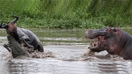 Hippo VS Crocodile VS Buffalo - Animal Attack