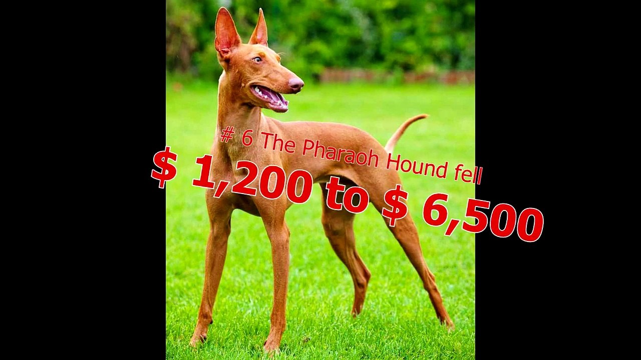 Top10 most expensive love dogs in the world #2018